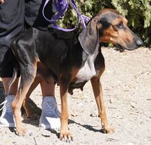 NAIMA, Hund, Bloodhound-Mix in Zypern - Bild 12