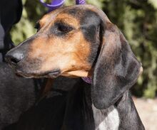 NAIMA, Hund, Bloodhound-Mix in Zypern - Bild 13