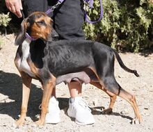 NAIMA, Hund, Bloodhound-Mix in Zypern - Bild 14