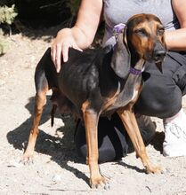 NAIMA, Hund, Bloodhound-Mix in Zypern - Bild 16