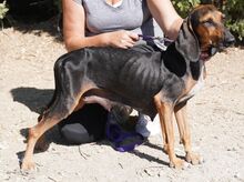 NAIMA, Hund, Bloodhound-Mix in Zypern - Bild 17