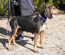 NAIMA, Hund, Bloodhound-Mix in Zypern - Bild 18