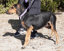 NAIMA, Hund, Bloodhound-Mix in Zypern - Bild 2