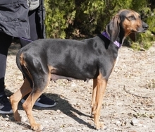 NAIMA, Hund, Bloodhound-Mix in Zypern - Bild 4