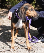 NAIMA, Hund, Bloodhound-Mix in Zypern - Bild 6