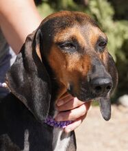 NAIMA, Hund, Bloodhound-Mix in Zypern - Bild 8