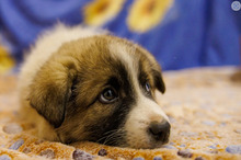 HAGRID, Hund, Mischlingshund in Rumänien - Bild 11