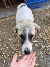 HAGRID, Hund, Mischlingshund in Rumänien - Bild 12