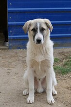 HAGRID, Hund, Mischlingshund in Rumänien - Bild 14