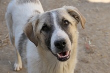 HAGRID, Hund, Mischlingshund in Rumänien - Bild 17
