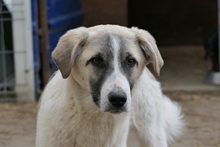 HAGRID, Hund, Mischlingshund in Rumänien - Bild 18