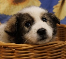 HELMI, Hund, Mischlingshund in Rumänien - Bild 12