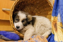 HELMI, Hund, Mischlingshund in Rumänien - Bild 13