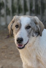 HELMI, Hund, Mischlingshund in Rumänien - Bild 14
