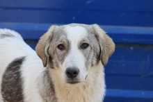 HELMI, Hund, Mischlingshund in Rumänien - Bild 16