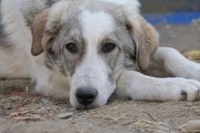 HELMI, Hund, Mischlingshund in Rumänien - Bild 17
