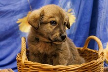 HAUKE, Hund, Mischlingshund in Rumänien - Bild 10