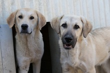 HAUKE, Hund, Mischlingshund in Rumänien - Bild 11