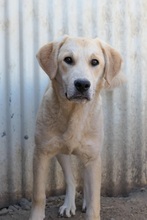 HAUKE, Hund, Mischlingshund in Rumänien - Bild 12