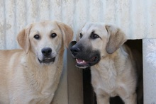 HAUKE, Hund, Mischlingshund in Rumänien - Bild 14