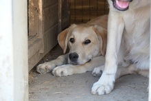 HAUKE, Hund, Mischlingshund in Rumänien - Bild 15
