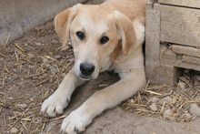 HAUKE, Hund, Mischlingshund in Rumänien - Bild 16