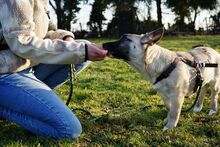 MALIA, Hund, Mischlingshund in Dannstadt-Schauernheim - Bild 5