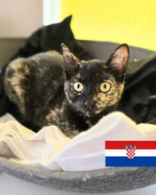 KORNY, Katze, Europäisch Kurzhaar in Kroatien - Bild 1