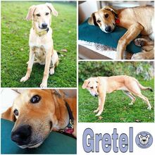 GRETEL, Hund, Mischlingshund in Aichhalden