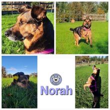 NORAH, Hund, Deutscher Schäferhund in Monreal