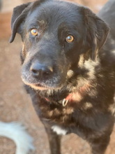 RINGO, Hund, Mischlingshund in Griechenland - Bild 3