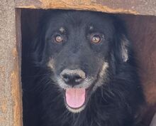 CESAR, Hund, Mischlingshund in Rumänien - Bild 1