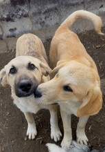 HAKON, Hund, Mischlingshund in Rumänien - Bild 10