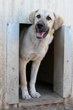 HAKON, Hund, Mischlingshund in Rumänien - Bild 11