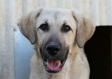 HAKON, Hund, Mischlingshund in Rumänien - Bild 12