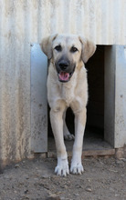 HAKON, Hund, Mischlingshund in Rumänien - Bild 13