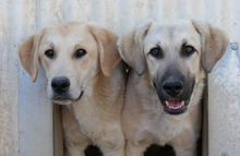 HAKON, Hund, Mischlingshund in Rumänien - Bild 14