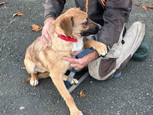 CHILLI, Hund, Mischlingshund in Lohra-Reimershausen - Bild 1