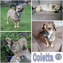 COLETTA, Hund, Mischlingshund in Eckental