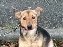 YUMI, Hund, Pinscher-Mix in Lohra-Reimershausen - Bild 1