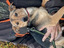 YUMI, Hund, Pinscher-Mix in Lohra-Reimershausen - Bild 3