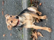 YUMI, Hund, Pinscher-Mix in Lohra-Reimershausen - Bild 5