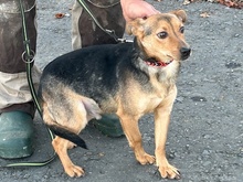 YUMI, Hund, Pinscher-Mix in Lohra-Reimershausen - Bild 6