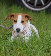 SWEETMOLLY, Hund, Mischlingshund in Ungarn