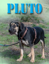 PLUTO, Hund, Mischlingshund in Portugal - Bild 4