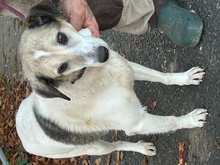 SMIRRE, Hund, Mischlingshund in Lohra-Reimershausen - Bild 3