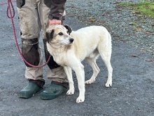 SMIRRE, Hund, Mischlingshund in Lohra-Reimershausen - Bild 4