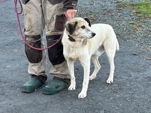 SMIRRE, Hund, Mischlingshund in Lohra-Reimershausen - Bild 5