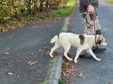 SMIRRE, Hund, Mischlingshund in Lohra-Reimershausen - Bild 6