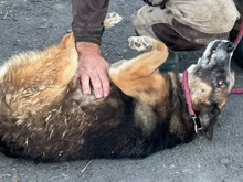 JOULUA, Hund, Mischlingshund in Lohra-Reimershausen - Bild 3